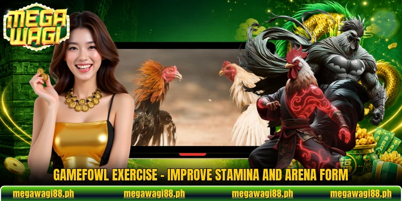Gamefowl Exercise - Improve Stamina And Arena Form