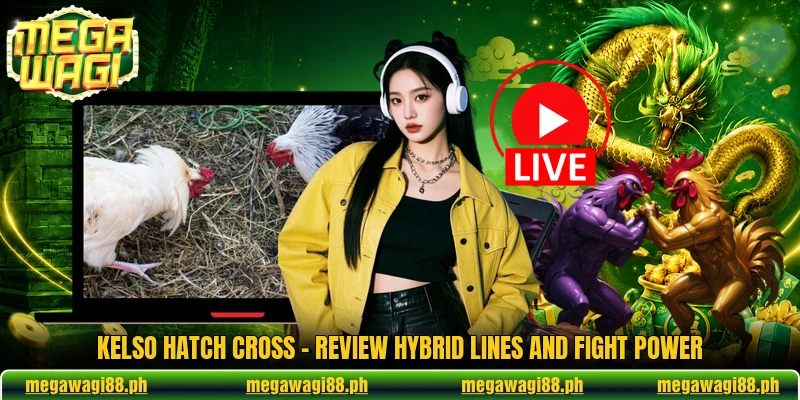 Kelso Hatch Cross - Review Hybrid Lines And Fight Power